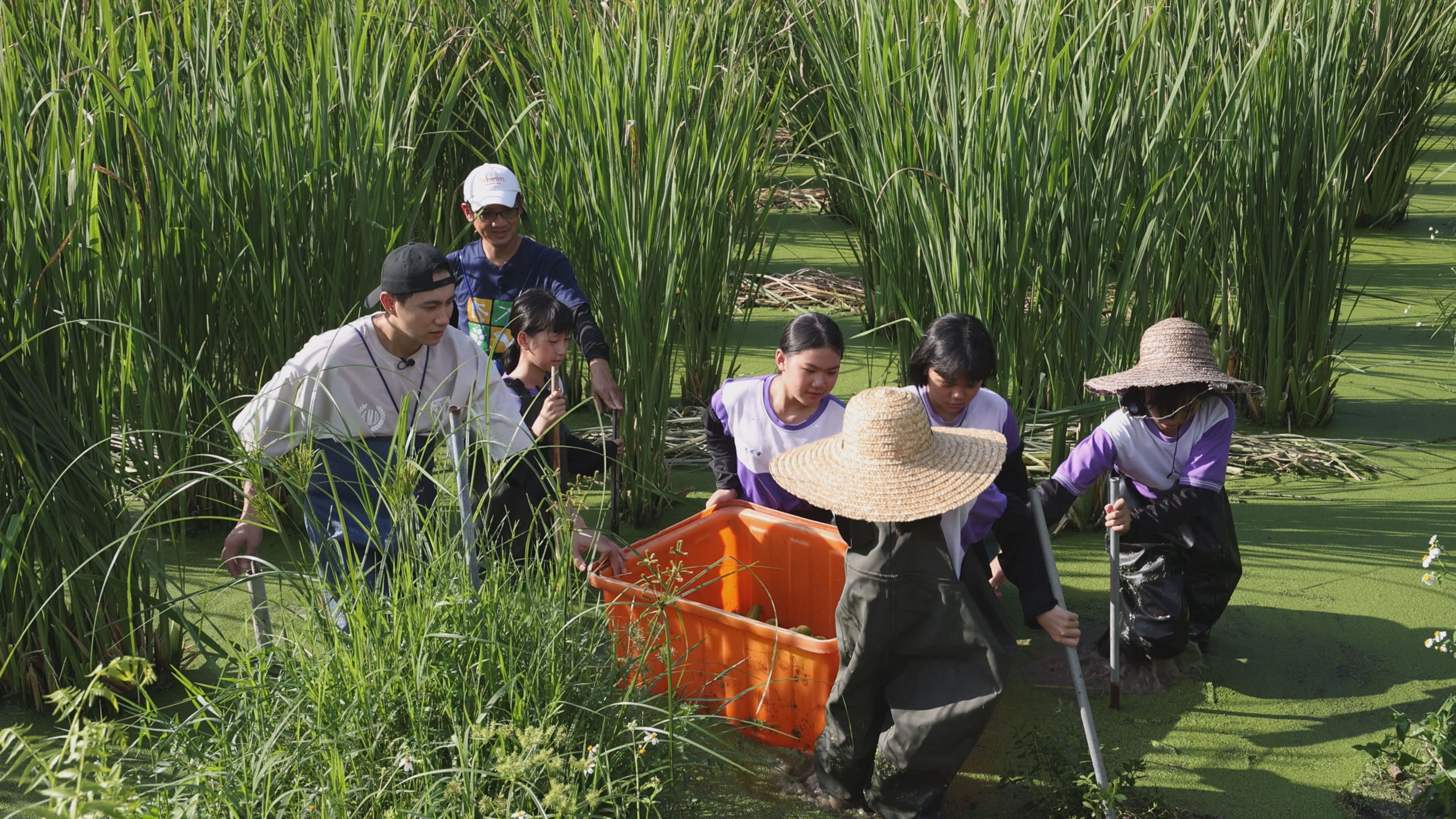 南投縣溪南國小|茭白筍田巡禮